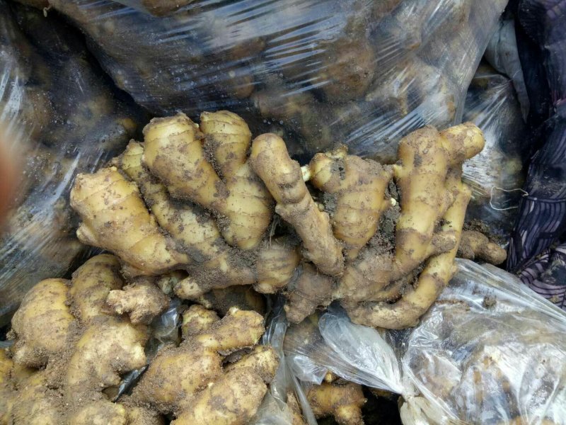 精选*高产大黄姜*小黄姜姜种*品质保证*提供技术品种齐全