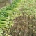 【今日推荐】芹菜山东芹菜新鲜芹菜现摘现发欢迎咨询