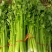 【今日推荐】芹菜山东芹菜新鲜芹菜现摘现发欢迎咨询