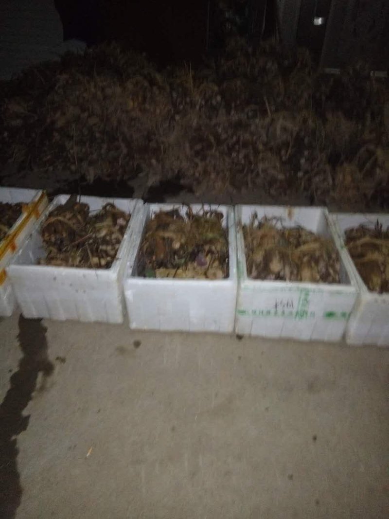 莲子种苗江西太空36号高产藕种苗