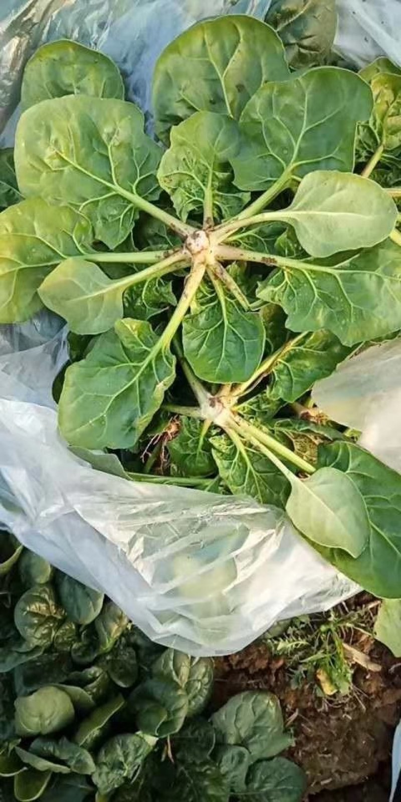 帝沃，菠菜，小颗行