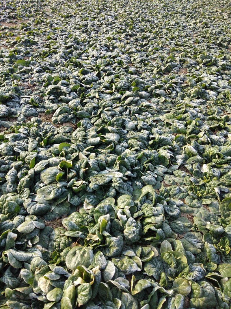 帝沃，菠菜，小颗行