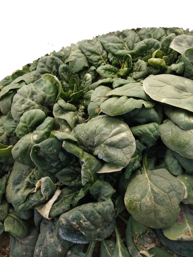 帝沃，菠菜，小颗行