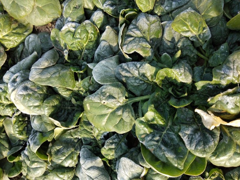 帝沃，菠菜，小颗行