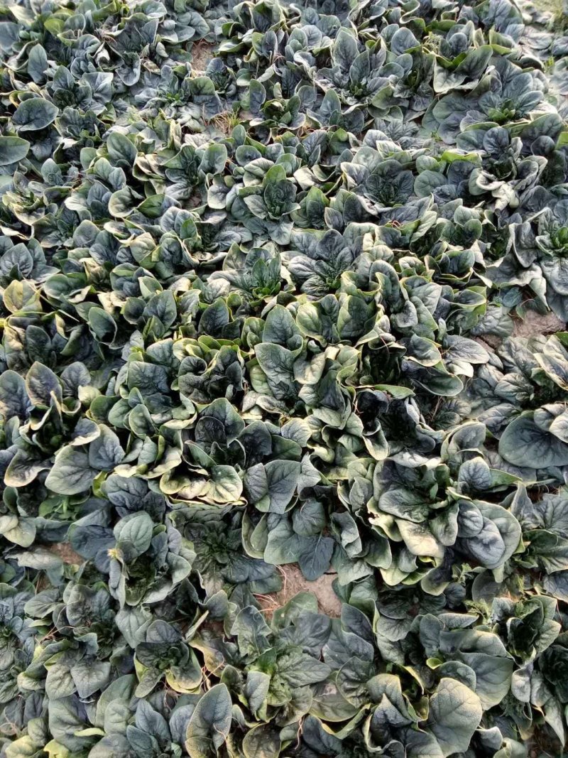 帝沃，菠菜，小颗行