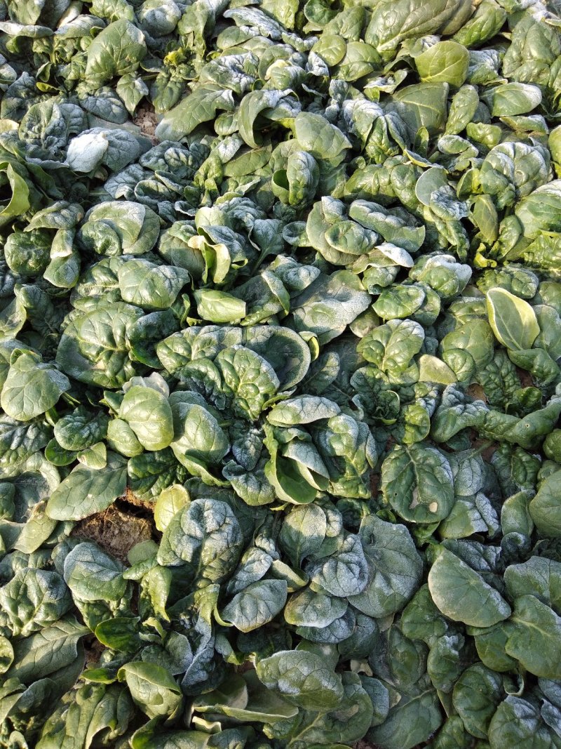 帝沃，菠菜，小颗行