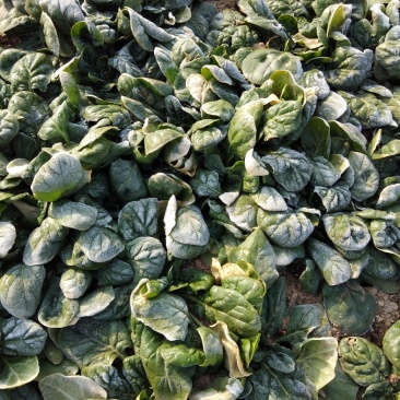 帝沃，菠菜，小颗行