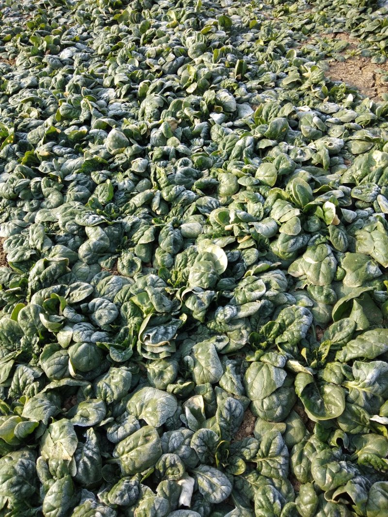 帝沃，菠菜，小颗行