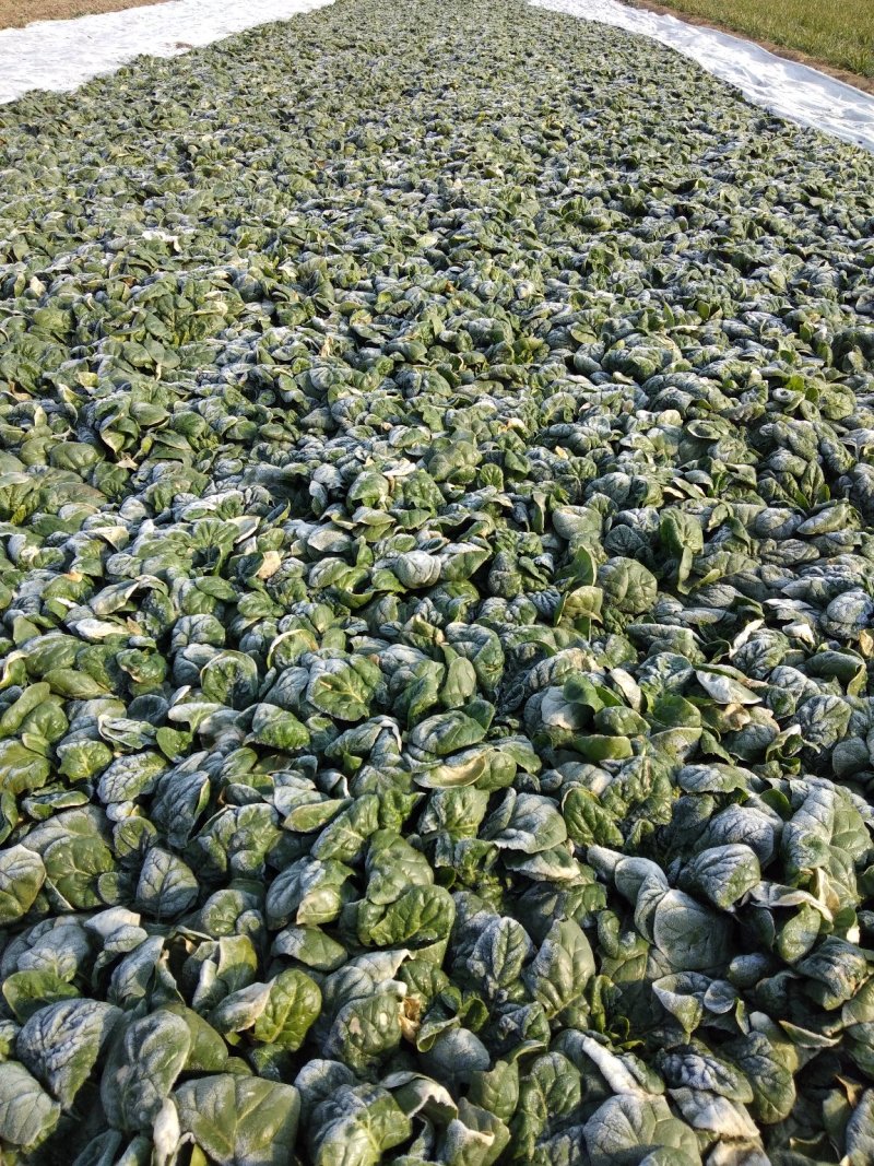 帝沃，菠菜，小颗行
