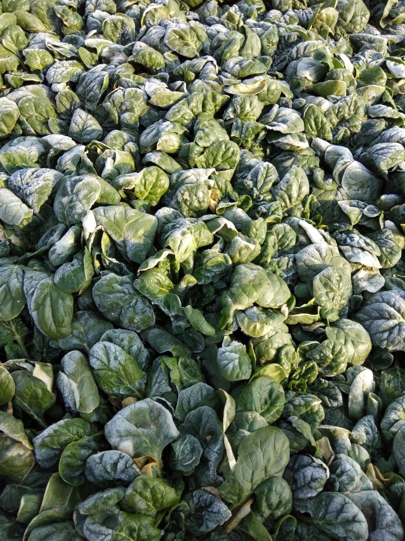 帝沃，菠菜，小颗行
