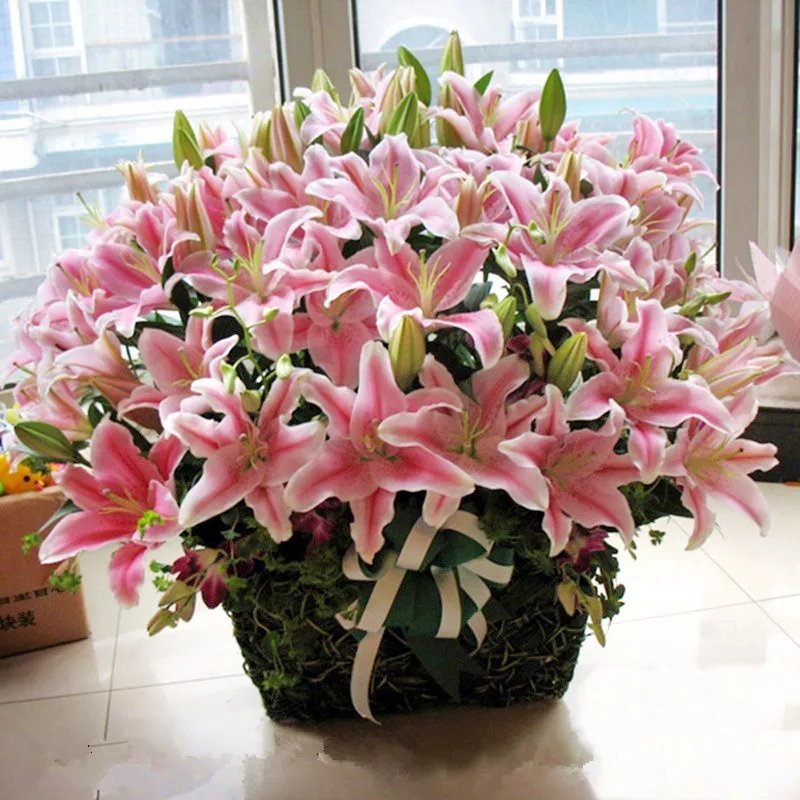 荷兰百合耐寒四季重瓣花色成活率高颜色齐全