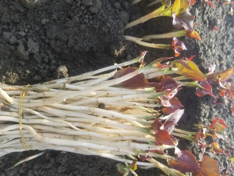 鱼腥草鱼腥草嫩芽折耳芽折耳根折耳根嫩芽