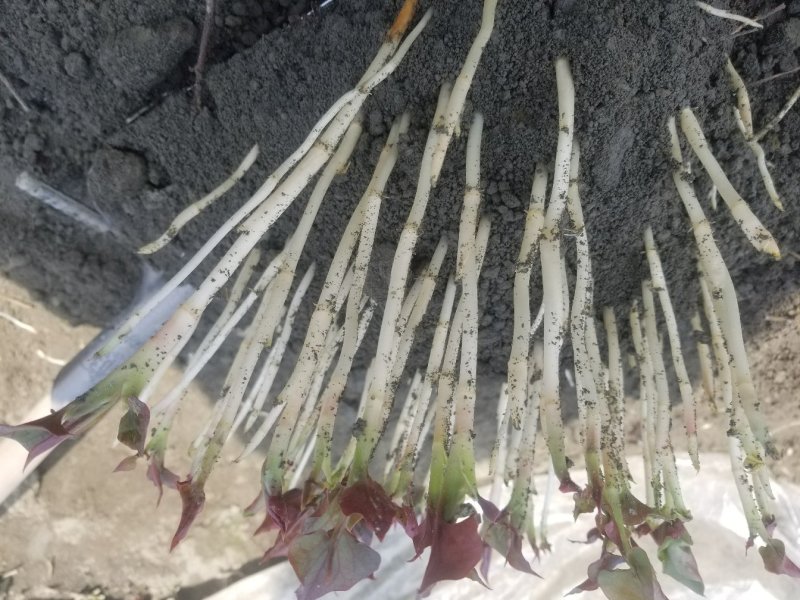 鱼腥草鱼腥草嫩芽折耳芽折耳根折耳根嫩芽
