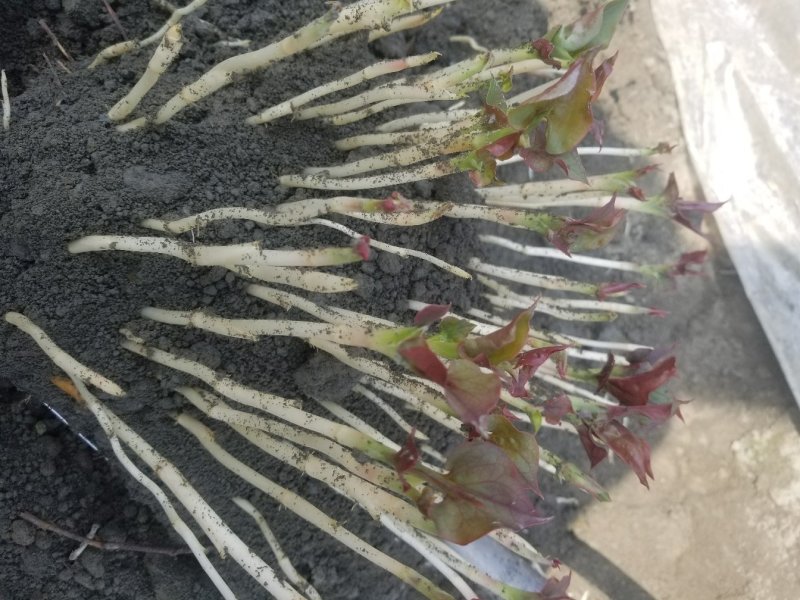 鱼腥草鱼腥草嫩芽折耳芽折耳根折耳根嫩芽