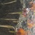 鱼腥草鱼腥草嫩芽折耳芽折耳根折耳根嫩芽