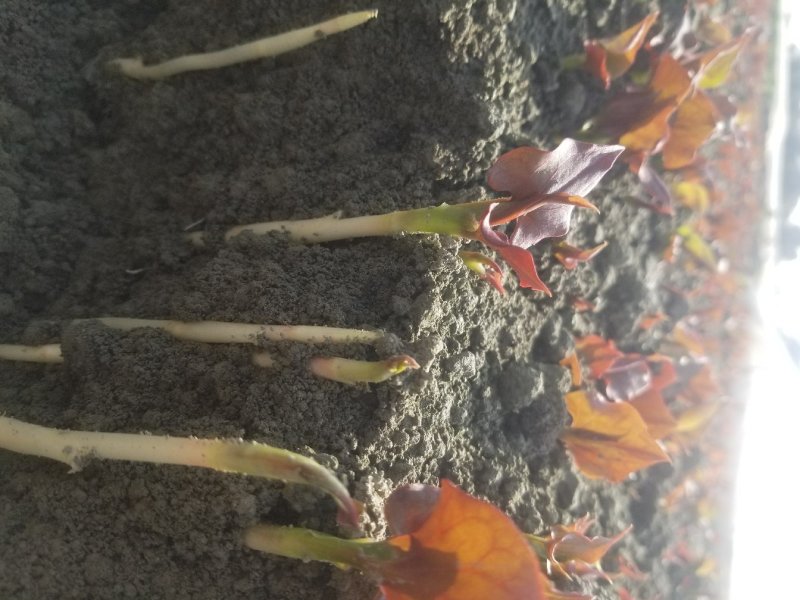 鱼腥草鱼腥草嫩芽折耳芽折耳根折耳根嫩芽