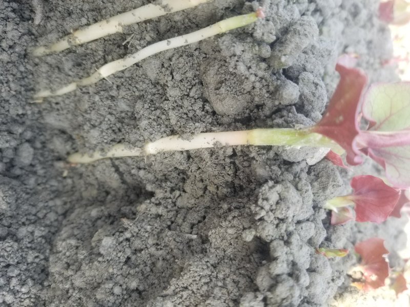 鱼腥草鱼腥草嫩芽折耳芽折耳根折耳根嫩芽