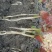 鱼腥草鱼腥草嫩芽折耳芽折耳根折耳根嫩芽