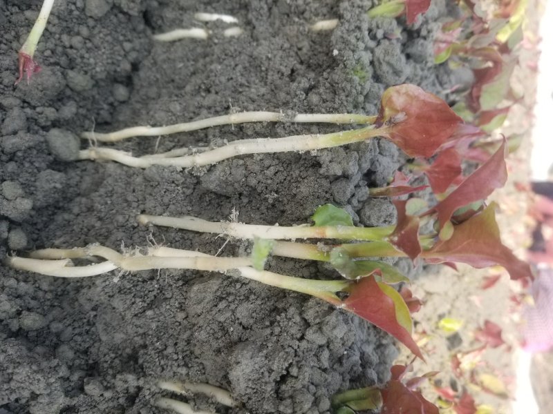 鱼腥草鱼腥草嫩芽折耳芽折耳根折耳根嫩芽