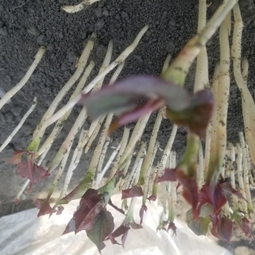 鱼腥草鱼腥草嫩芽折耳芽折耳根折耳根嫩芽