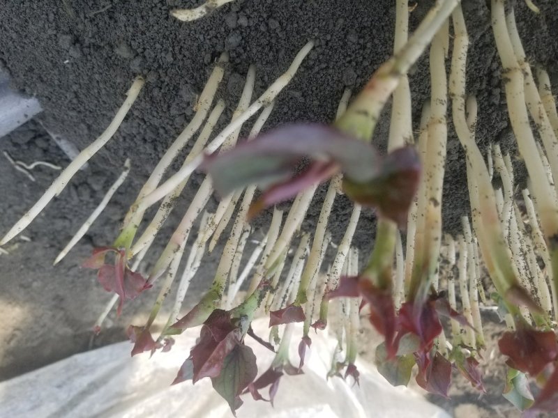 鱼腥草鱼腥草嫩芽折耳芽折耳根折耳根嫩芽