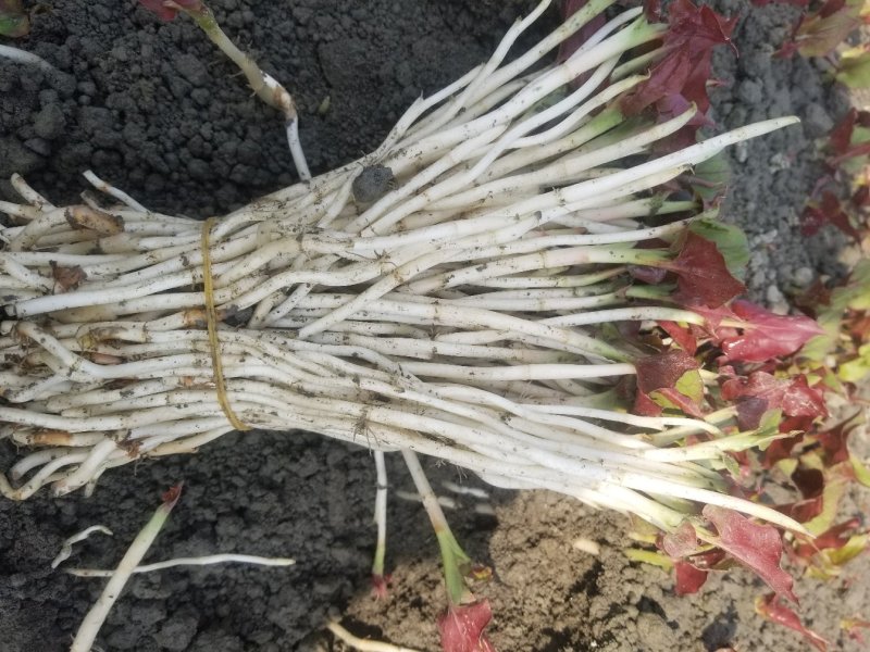 鱼腥草鱼腥草嫩芽折耳芽折耳根折耳根嫩芽