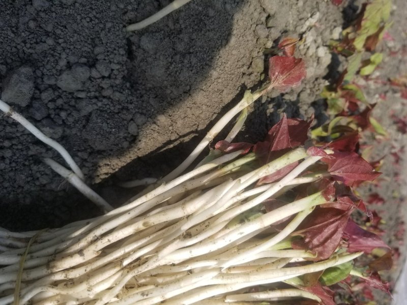 鱼腥草鱼腥草嫩芽折耳芽折耳根折耳根嫩芽