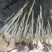 鱼腥草鱼腥草嫩芽折耳芽折耳根折耳根嫩芽