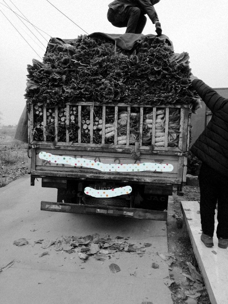 莴笋品质优良基地直发量大从优