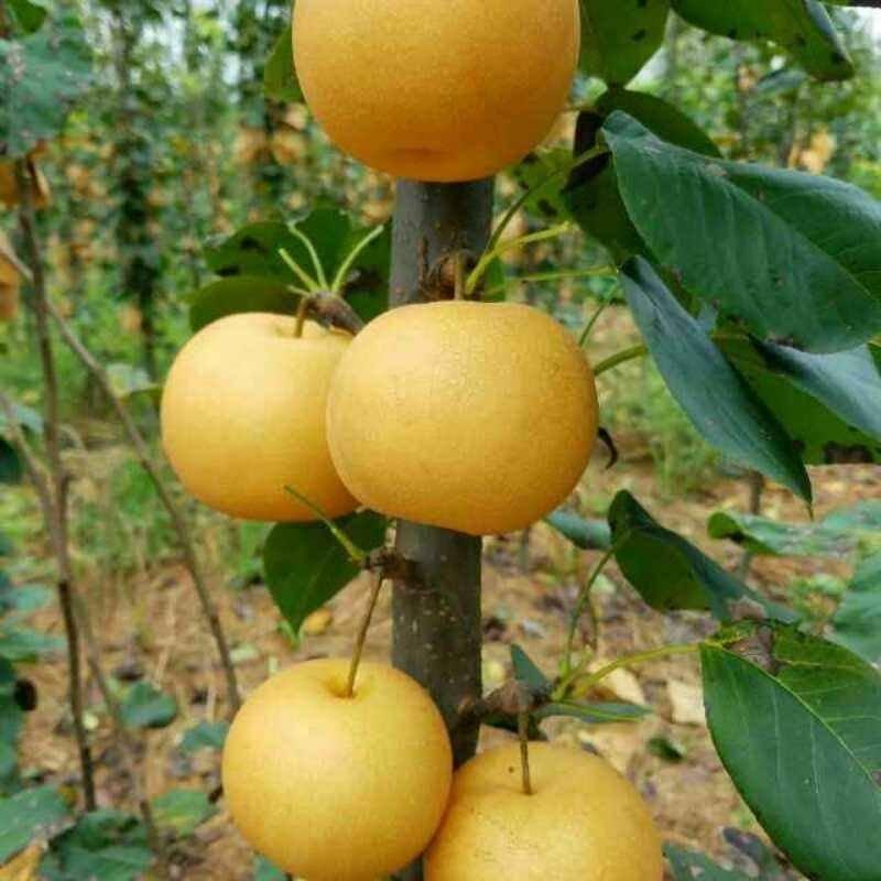 秋月梨树苗100~150cm0.8~3cm