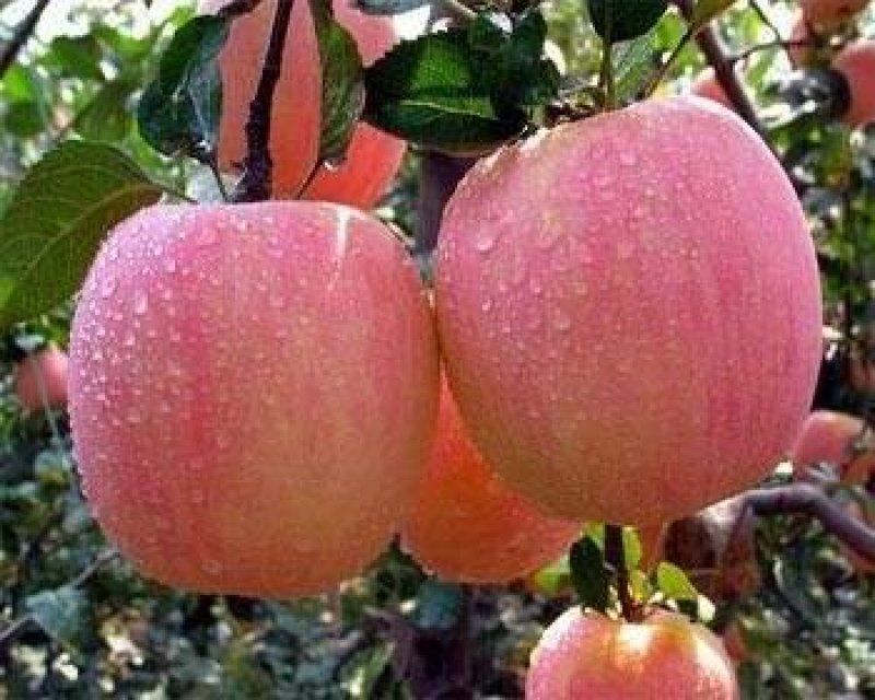 嫁接苹果苗