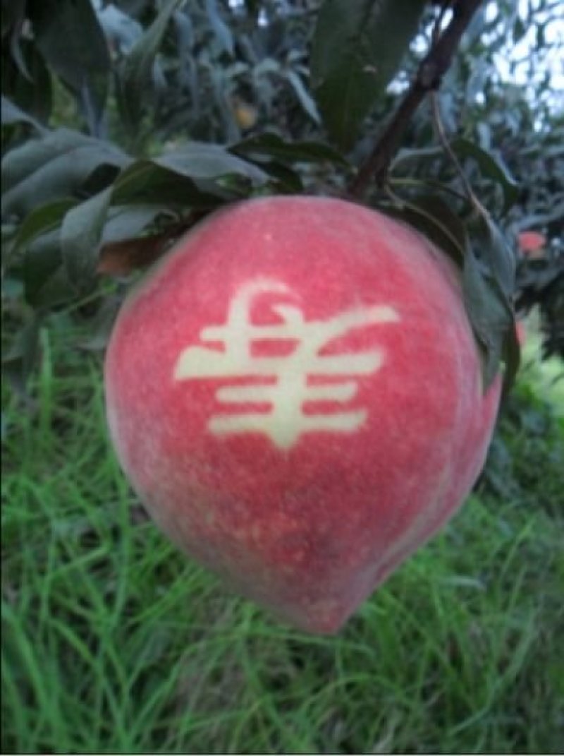 嫁接桃树苗