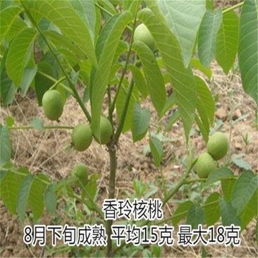 香玲核桃苗