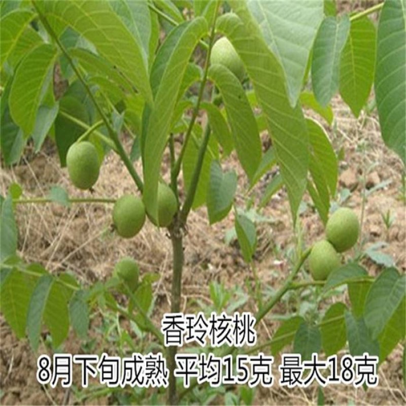 香玲核桃苗