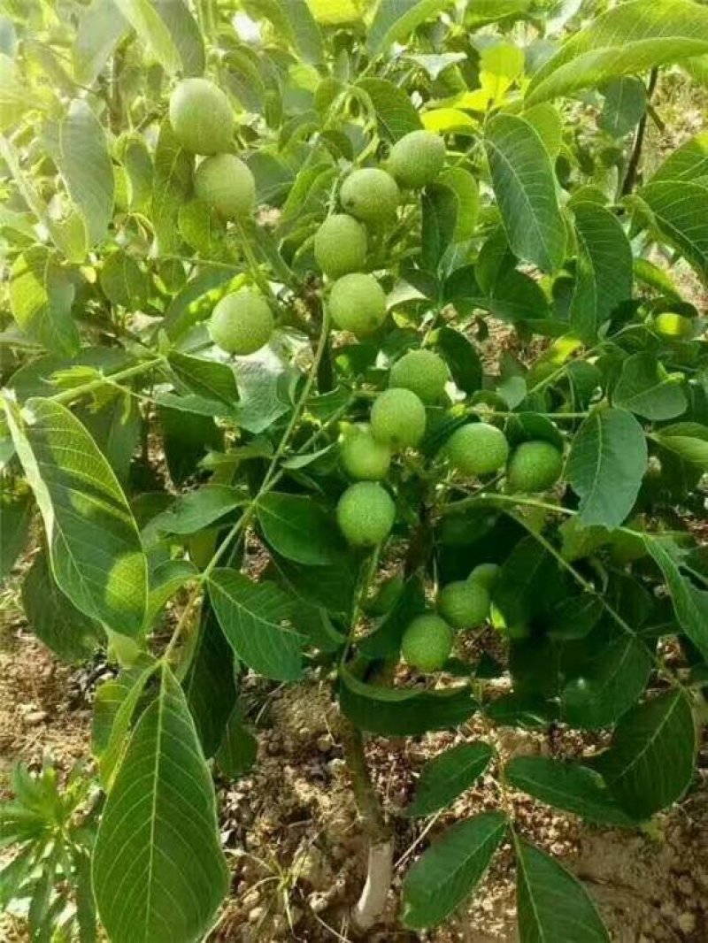 辽一核桃苗
