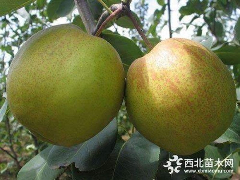 新梨七号梨树苗
