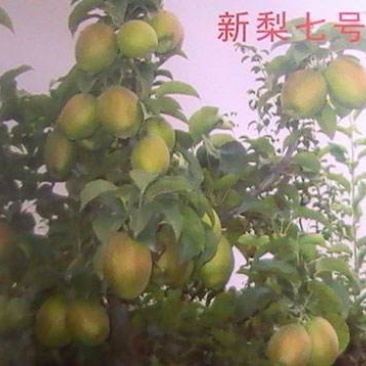 新梨七号梨树苗