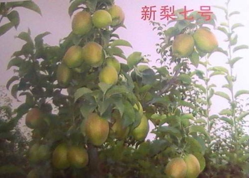 新梨七号梨树苗