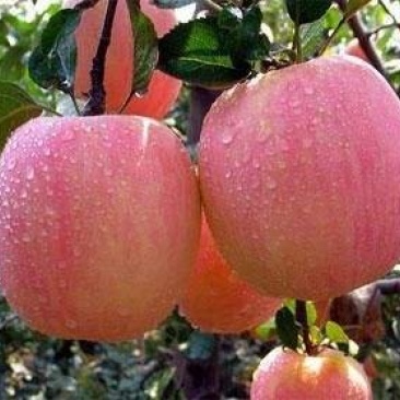 红富士，烟富8烟富0苹果苗