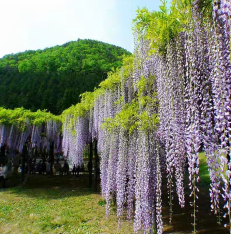 紫藤树苗紫藤萝爬藤攀爬庭院围墙四季开花植物老桩盆栽紫藤花