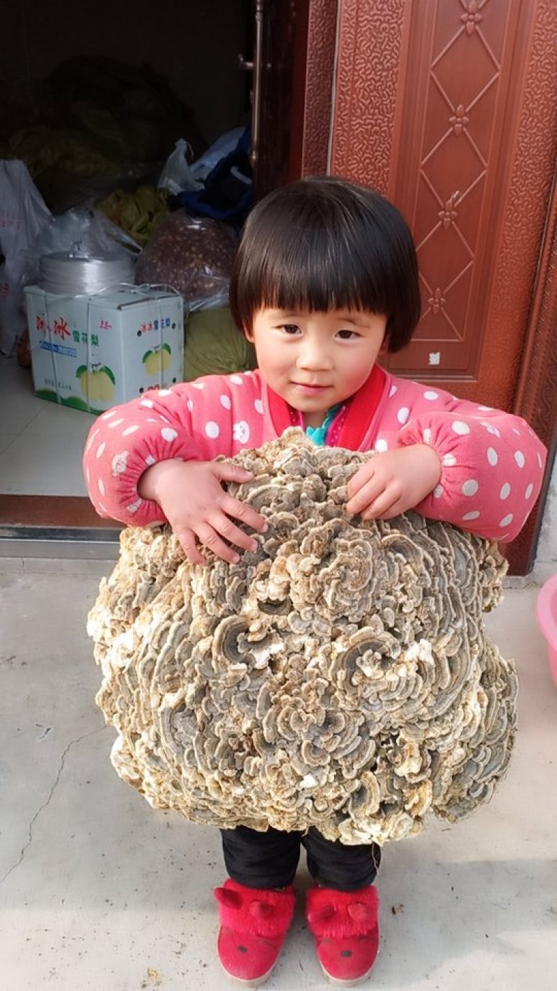 沂蒙山山区的野生云芝，产地直发，批发零售