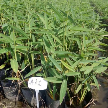 再力花各种水生植物