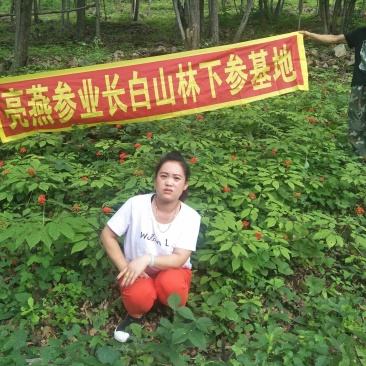 人参种苗提供技术指导服务包技术包成活