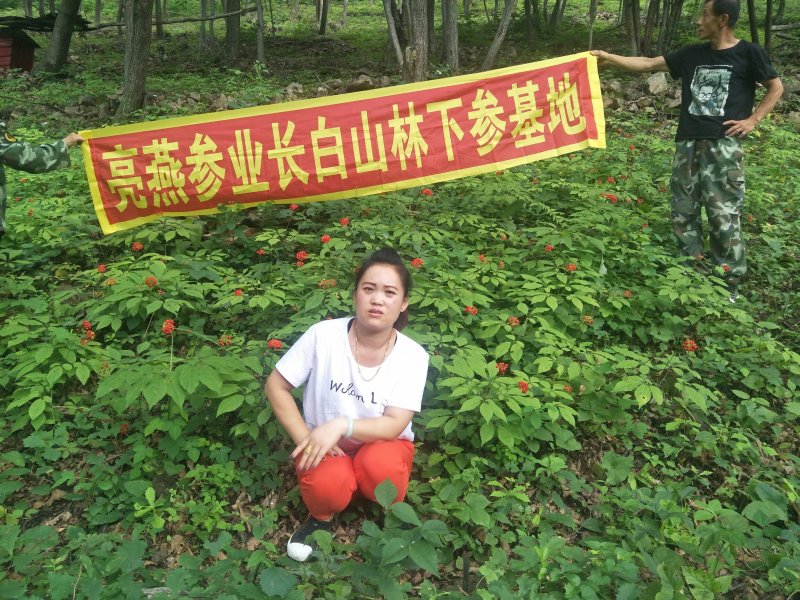 人参种苗提供技术指导服务包技术包成活