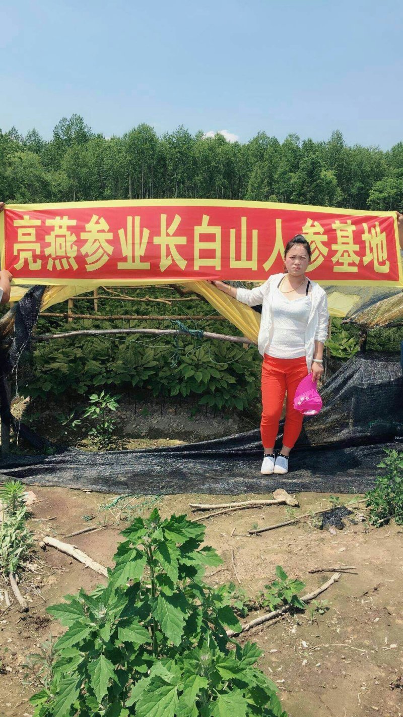 人参种苗提供技术指导服务包技术包成活