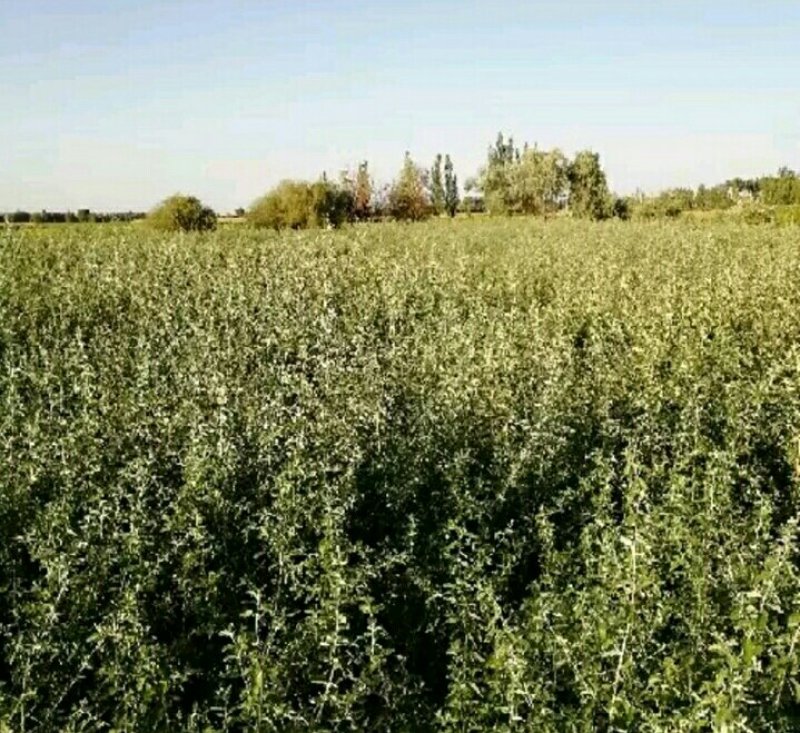 沙枣苗子甘肃玉门市沙枣苗子批发种植产量大价格便宜