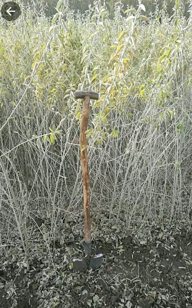 沙枣苗子甘肃玉门市沙枣苗子批发种植产量大价格便宜