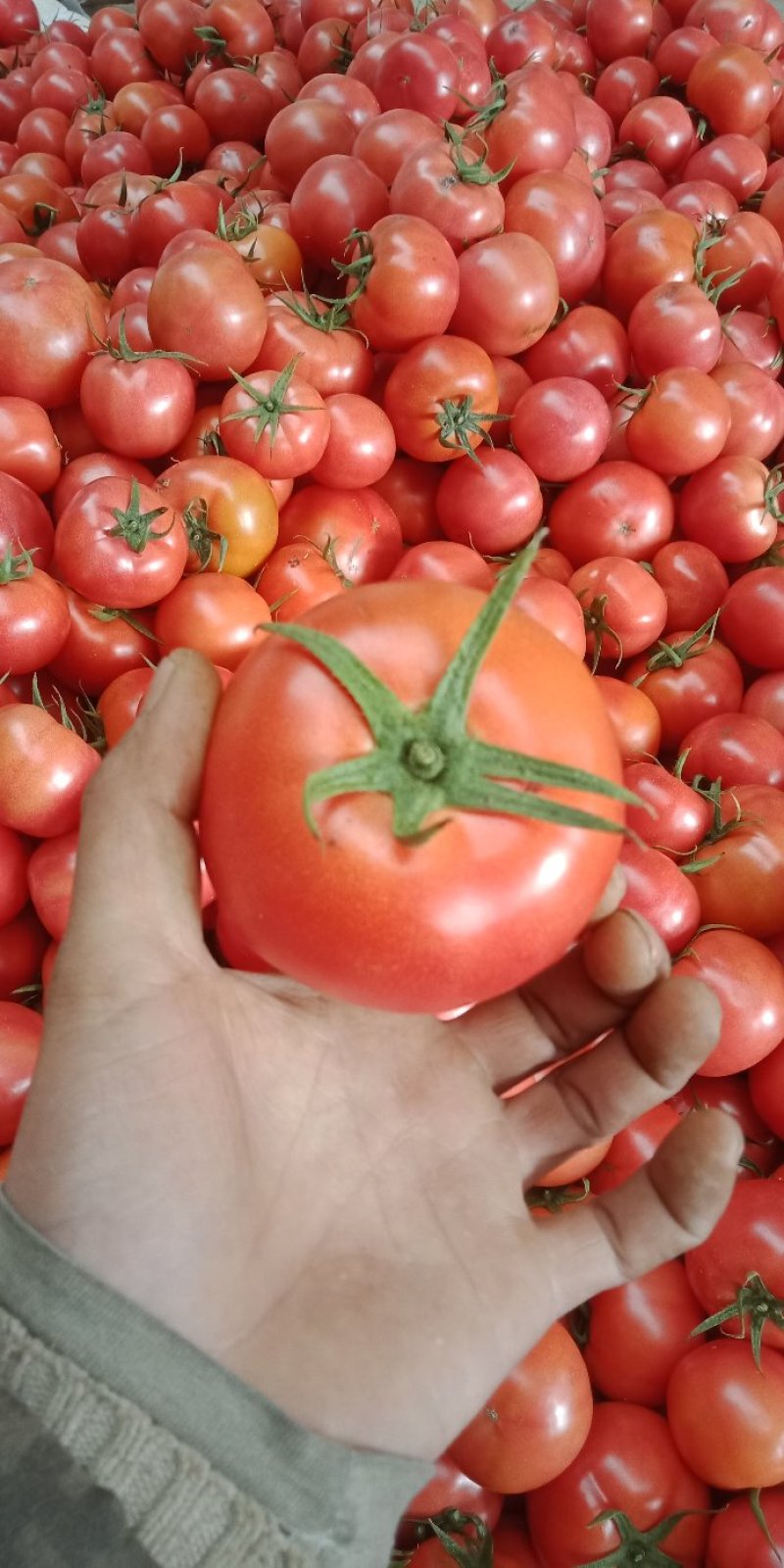 弧三精品西红柿大量上市