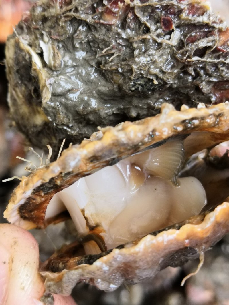 栉孔扇贝，扇贝，鲜活栉孔扇贝，大连扇贝，
