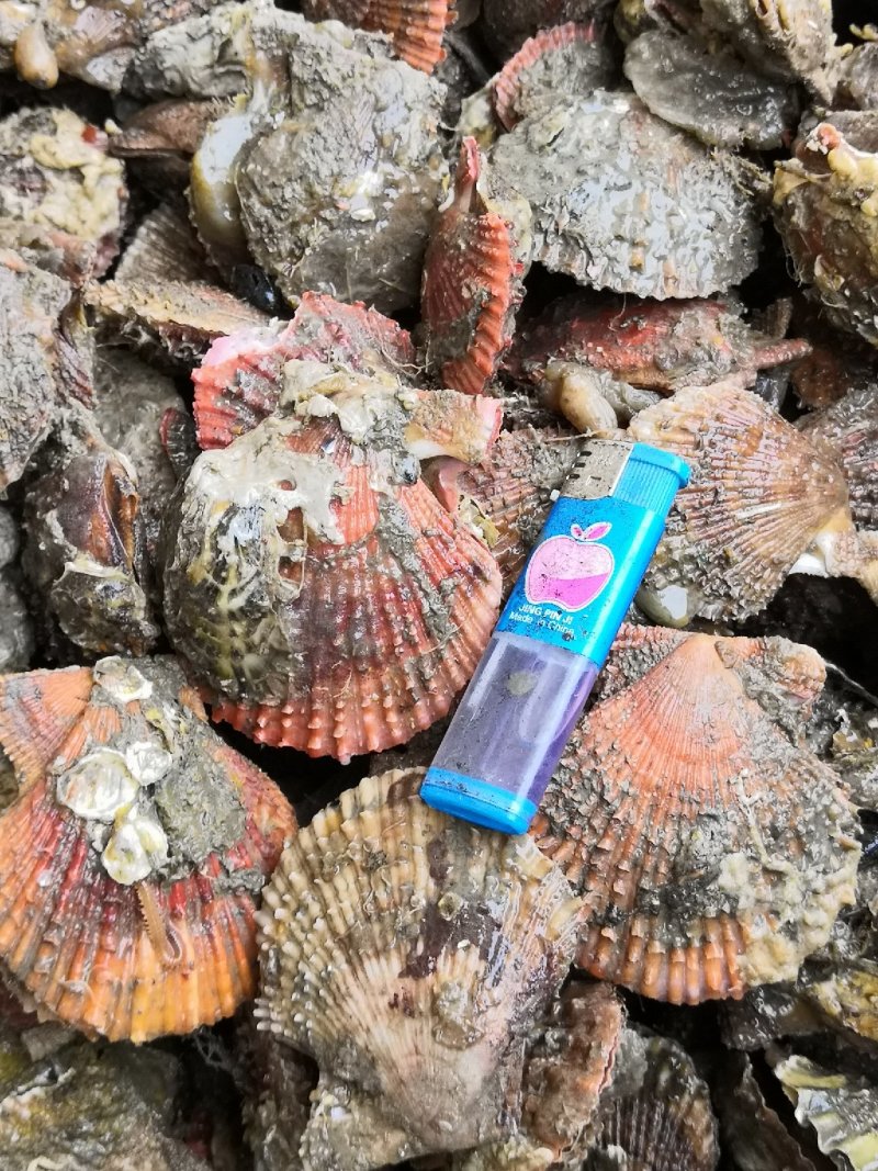 栉孔扇贝，扇贝，鲜活栉孔扇贝，大连扇贝，
